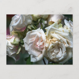 Ansichtkaart Witte Rozen In Bloei Fotografie Briefkaart