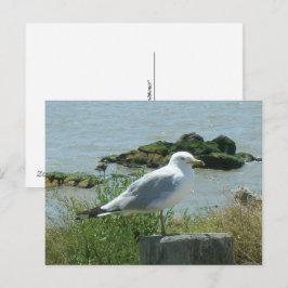 Ansichtkaart – Zeemeeuw op Paal Briefkaart