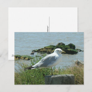 Ansichtkaart – Zeemeeuw op Paal Briefkaart