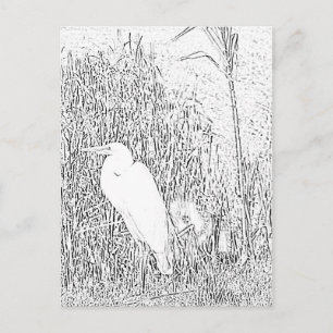 Ansichtkaart - Zilverreiger in Gras om in te Kleur Briefkaart
