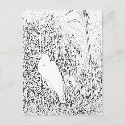 Ansichtkaart - Zilverreiger in Gras om in te Kleur Briefkaart (Voorkant)