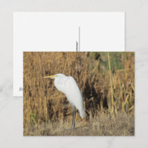 Ansichtkaart - Zilverreiger in het Gras