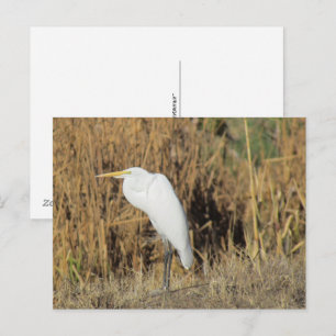 Ansichtkaart - Zilverreiger in het Gras Briefkaart