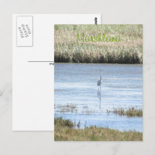Ansichtkaart - Zilverreiger staat trots Briefkaart