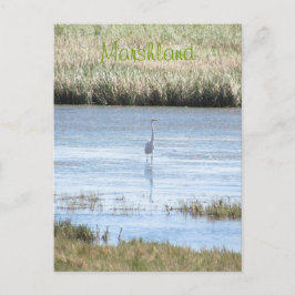 Ansichtkaart - Zilverreiger staat trots Briefkaart