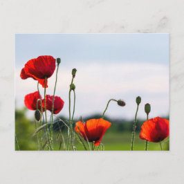 Ansichtkaart - Zon achter verlichte wilde klaproze Briefkaart