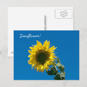 Ansichtkaart - Zonnebloem! Briefkaart