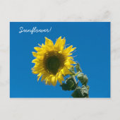 Ansichtkaart - Zonnebloem! Briefkaart (Voorkant)