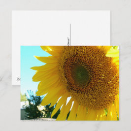 Ansichtkaart - Zonnebloem en Bij Briefkaart