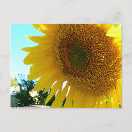 Ansichtkaart - Zonnebloem en Bij Briefkaart