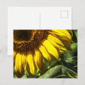 Ansichtkaart - Zonnebloem Geheim Briefkaart (Voorkant / Achterkant)