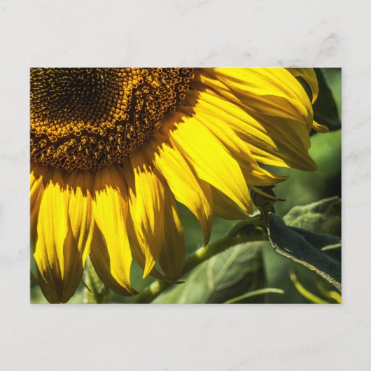 Ansichtkaart - Zonnebloem Geheim Briefkaart (Voorkant)