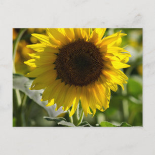 Ansichtkaart - Zonnebloem Geïsoleerd In Veld Briefkaart