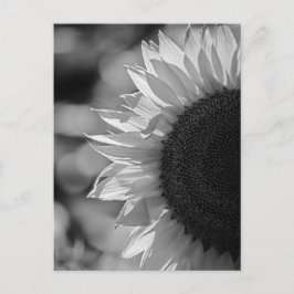 Ansichtkaart Zonnebloem Op Het Veld BW Briefkaart
