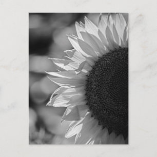 Ansichtkaart Zonnebloem Op Het Veld BW Briefkaart
