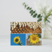 Ansichtkaart - Zonnebloemen Briefkaart (Staand voorkant)