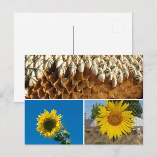 Ansichtkaart - Zonnebloemen Briefkaart (Voorkant / Achterkant)