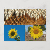 Ansichtkaart - Zonnebloemen Briefkaart (Voorkant)