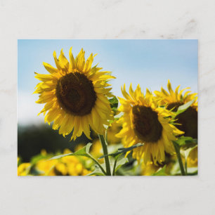 Ansichtkaart - Zonnebloemen Zomerpracht Briefkaart