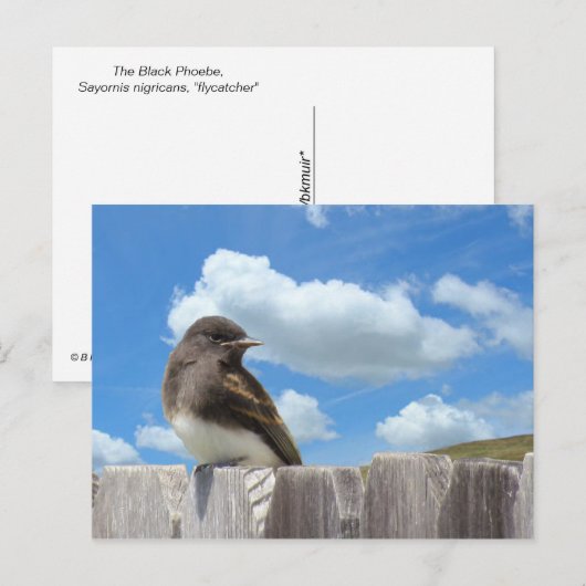 Ansichtkaart - Zwarte Phoebe op hek Briefkaart (Voorkant / Achterkant)