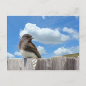 Ansichtkaart - Zwarte Phoebe op hek Briefkaart (Voorkant)