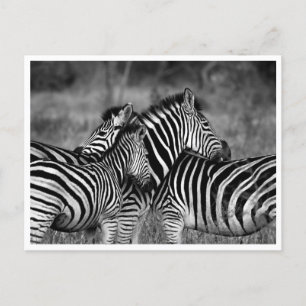 Ansichtkaarten - Familie van zebra's Briefkaart