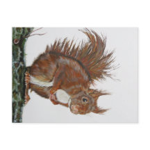 Ansichtochtoen Eekhoorn.