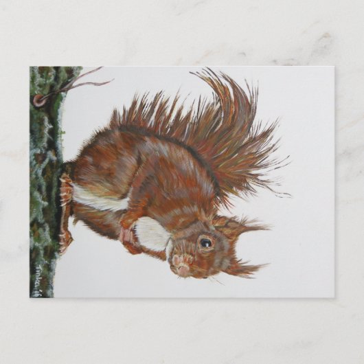 Ansichtochtoen Eekhoorn. Briefkaart (Voorkant)