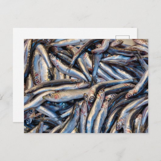 ansjovis briefkaart (Voorkant / Achterkant)