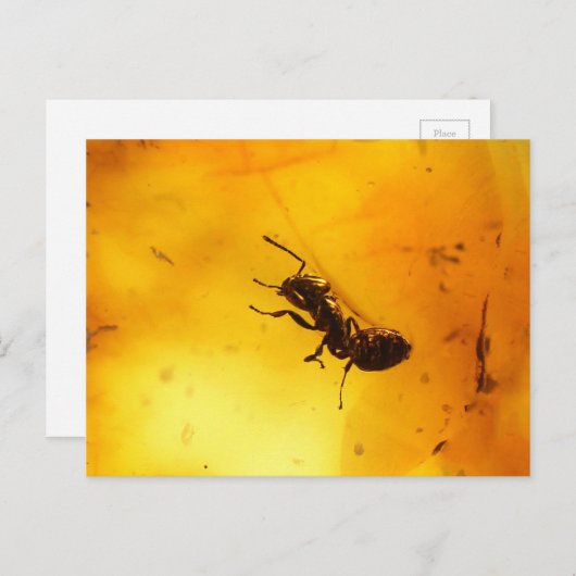 Ant binnenamber briefkaart (Voorkant / Achterkant)