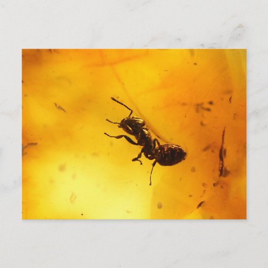 Ant binnenamber briefkaart (Voorkant)