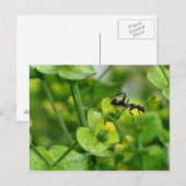 Ant Briefkaart (Voorkant / Achterkant)