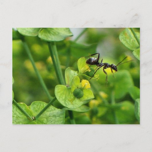 Ant Briefkaart (Voorkant)