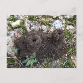 Ant Castle Briefkaart