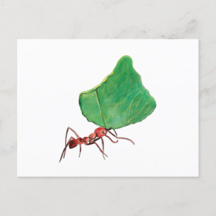 Ant die een groot lef draagt briefkaart