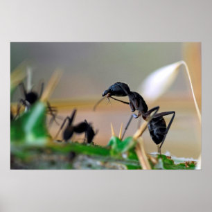 Ant eetinsect poster
