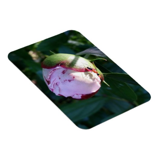 Ant en Shadow op Peony Magneet (Rechterzijde)