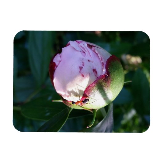 Ant en Shadow op Peony Magneet (Horizontaal)