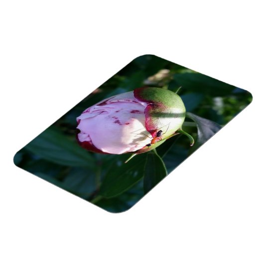 Ant en Shadow op Peony Magneet (Linkerzijde)