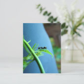 Ant op een Leaf Post-kaart Briefkaart (Staand voorkant)
