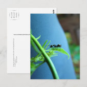 Ant op een Leaf Post-kaart Briefkaart (Voorkant / Achterkant)