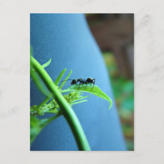 Ant op een Leaf Post-kaart Briefkaart