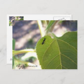 Ant op Leaf Briefkaart (Voorkant / Achterkant)