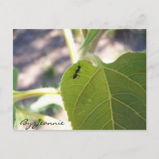Ant op Leaf Briefkaart