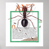 Ant Poster (Voorkant)