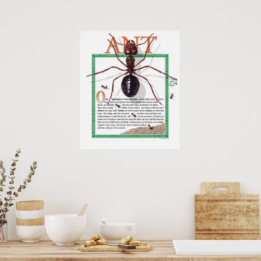 Ant Poster (Keuken)