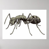 Ant Poster (Voorkant)