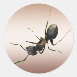 Ant Ronde Sticker