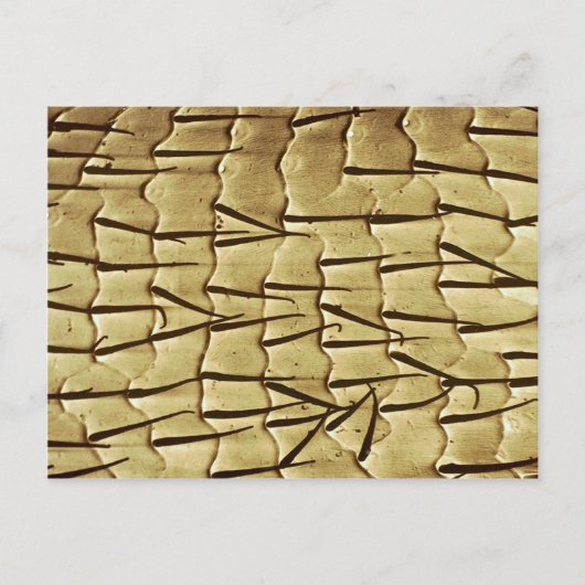 Ant voorbeen briefkaart (Voorkant)