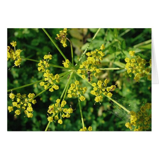 Ant, Web en Weed (Voorkant Horizontaal)